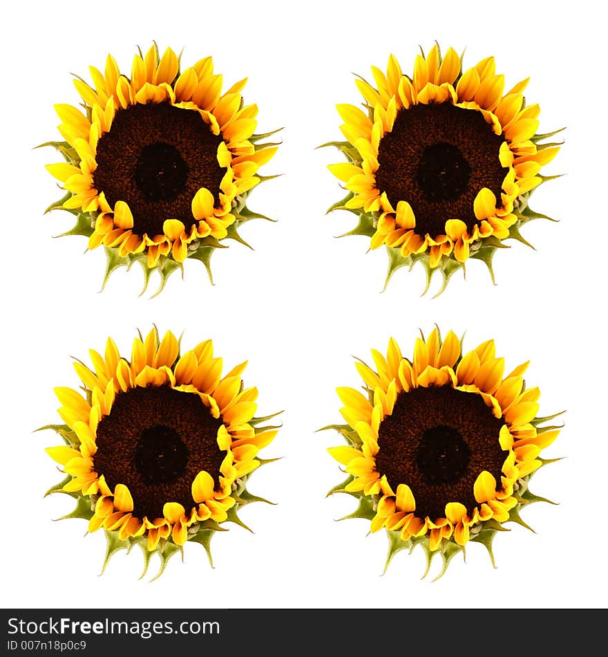 Sunflower Pattern