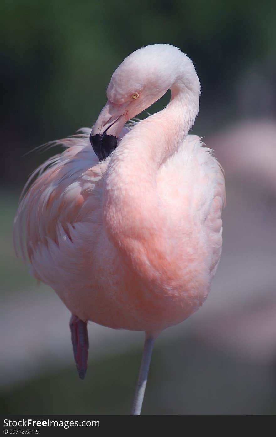 Chilean flamingo grooming