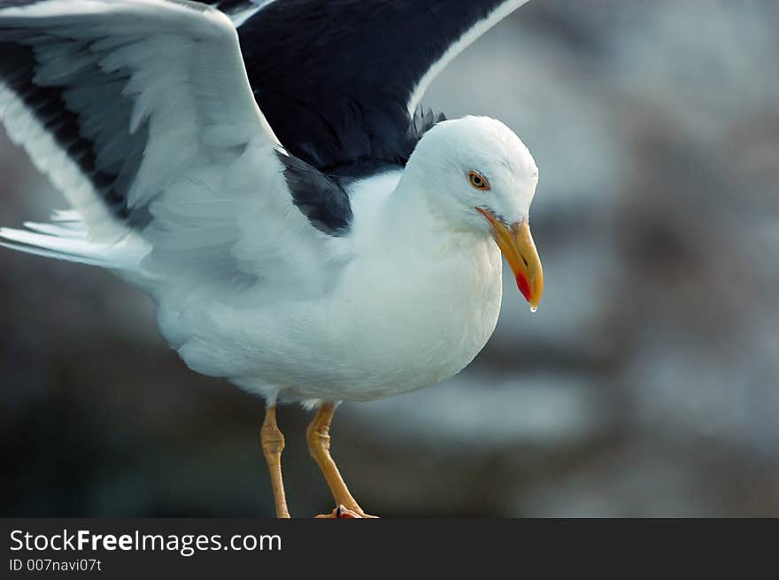 Jonathon C Gull