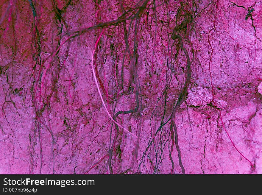 Tree Root Veins