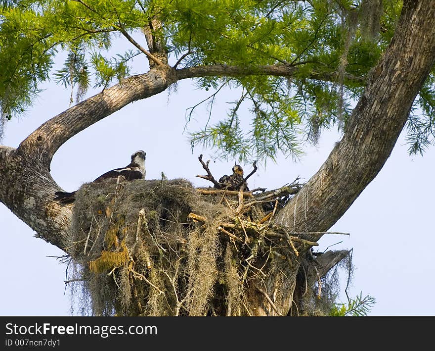 An osprey nest in a tree above a Florida bayou