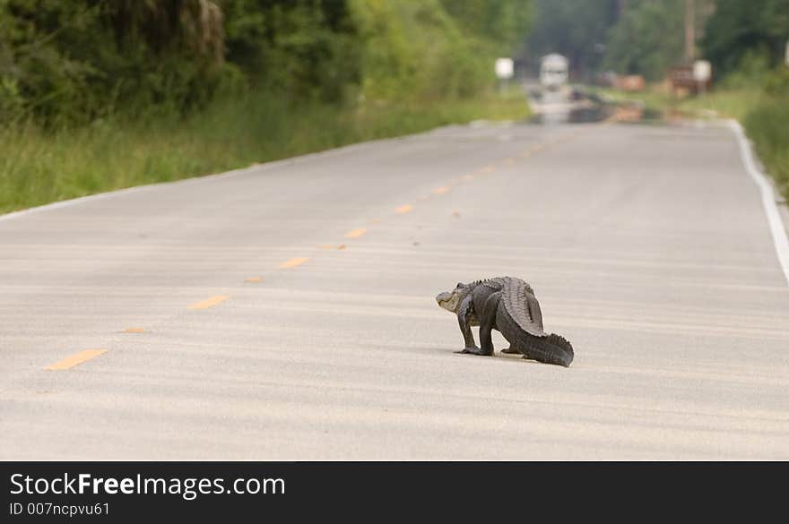 Large alligator on the road