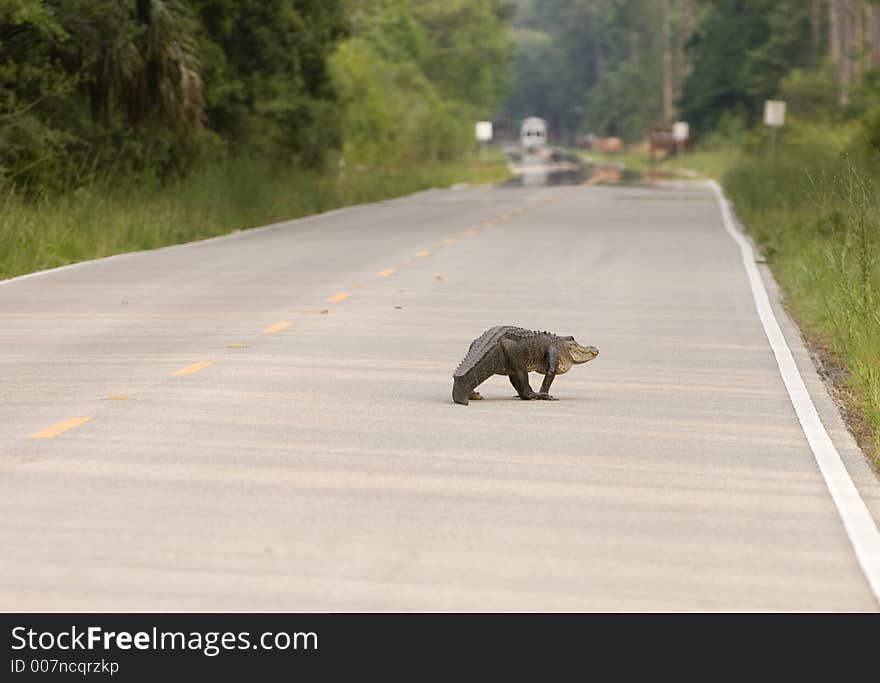 Large Alligator On The Road