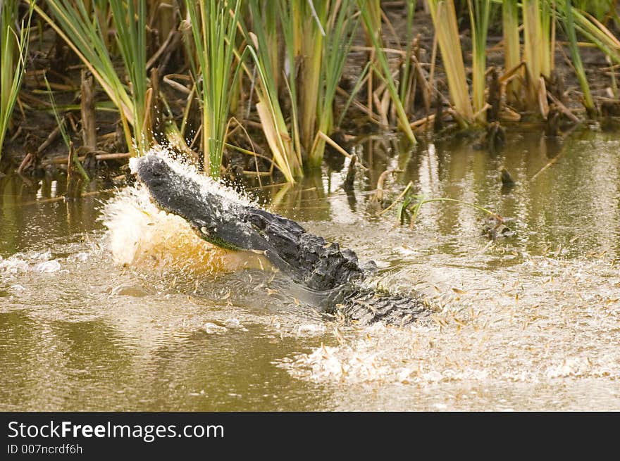 Small fish leap out of the water as an alligator feeds in a Florida waterway. Small fish leap out of the water as an alligator feeds in a Florida waterway