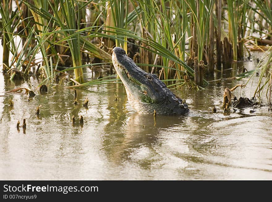 A large alligator lets out a mating bellow in the shallow water of a florida swamp. A large alligator lets out a mating bellow in the shallow water of a florida swamp