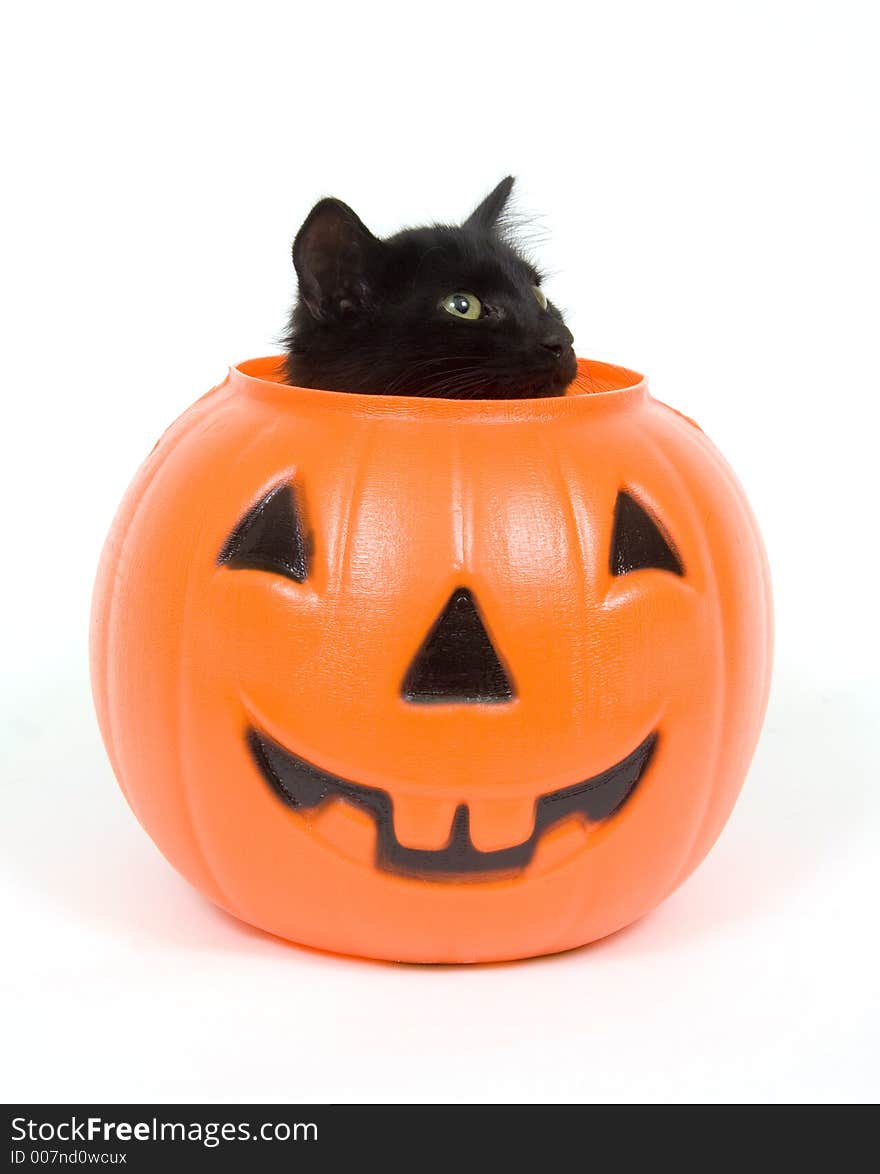 Black Cat And Plastic Pumpkin - Halloween