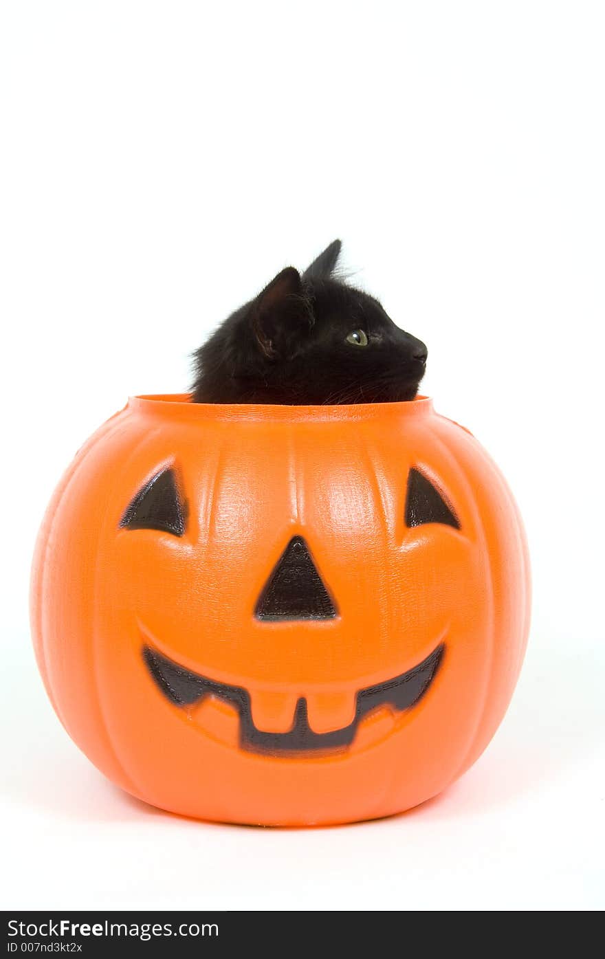 Black Cat And Plastic Pumpkin - Halloween