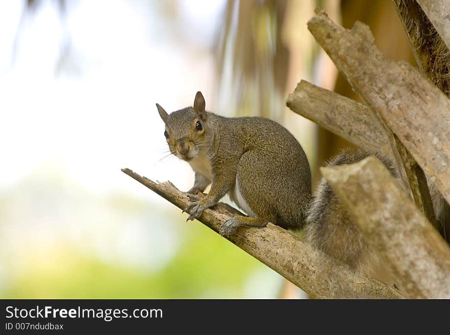 A squirrel sits perched on a small branch and looks straight ahead in Florida. A squirrel sits perched on a small branch and looks straight ahead in Florida.