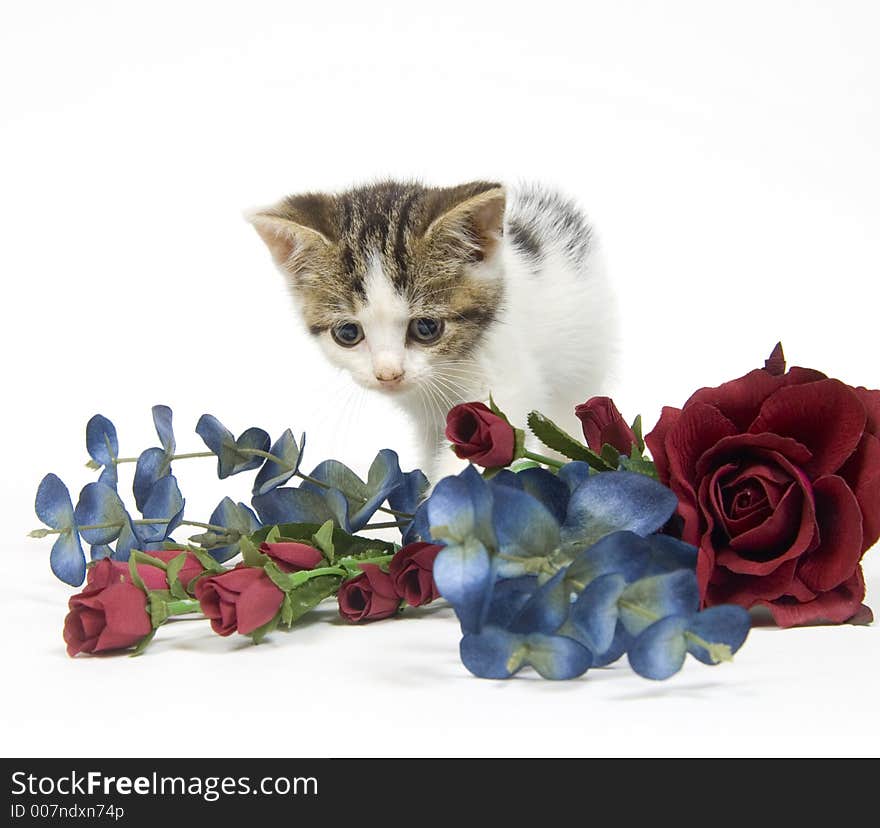 A kitten walks over a colorful arrangement on white background. A kitten walks over a colorful arrangement on white background