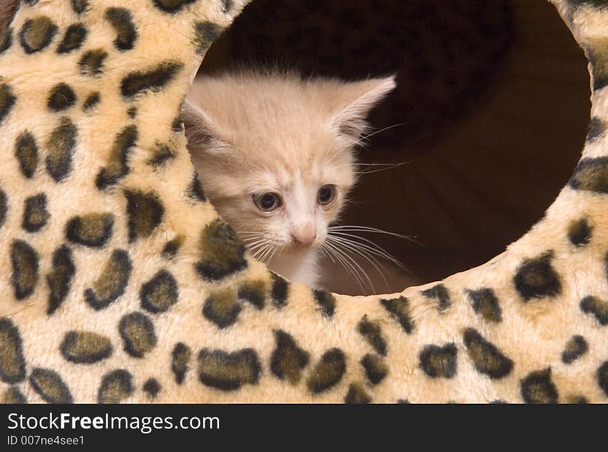 Yellow cat hiding in house