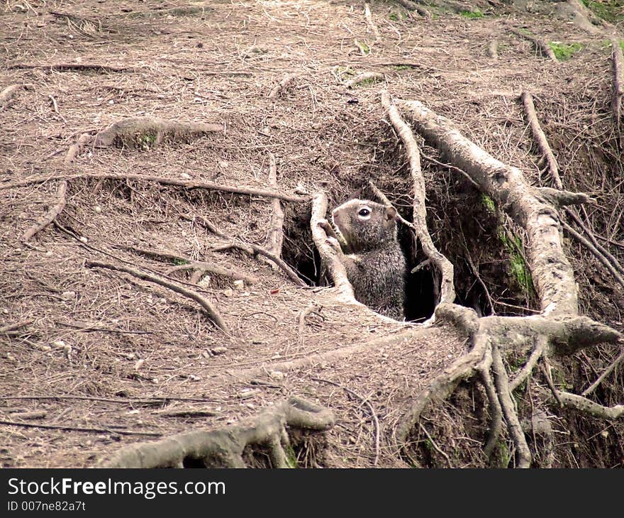 A squirrel looking out of a few roots. A squirrel looking out of a few roots