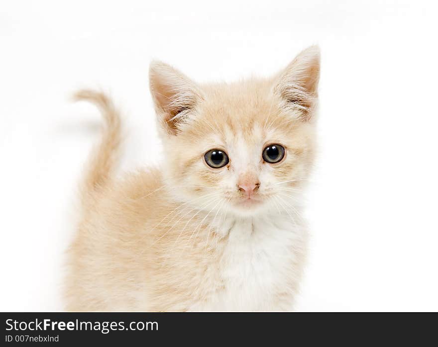 Yellow kitten on white backgroun looking at camera