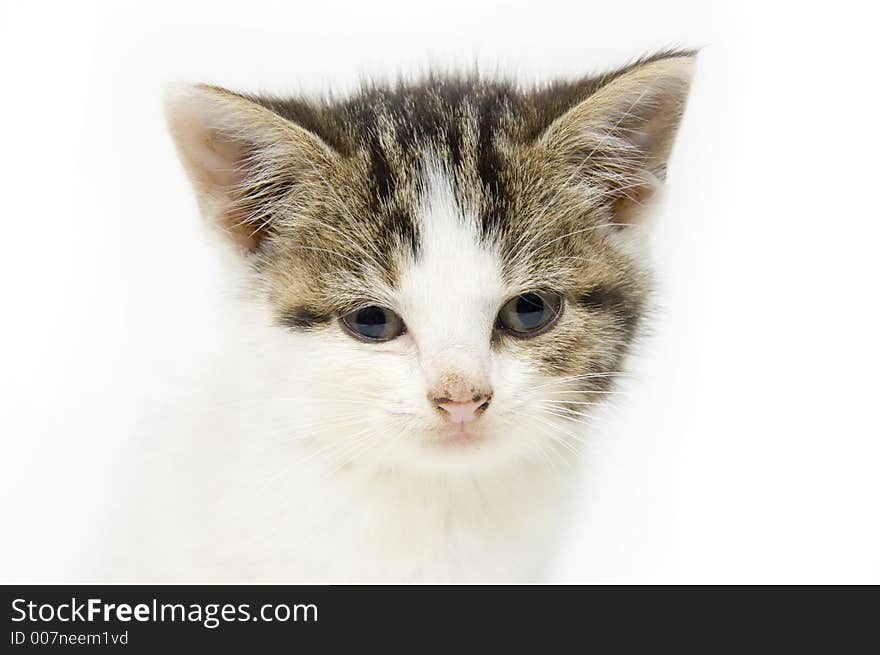 Kitten Looking Straight Ahead On White Background