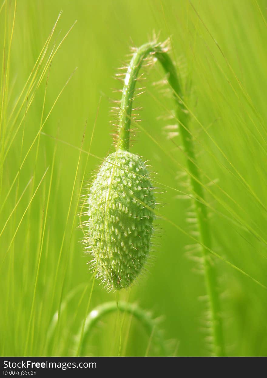 Corn Poppy