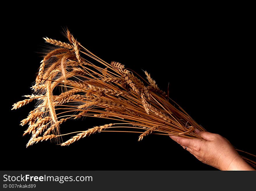 Ears of ripe wheat on a black background. Ears of ripe wheat on a black background