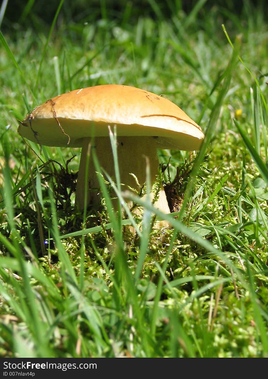 September mushroom