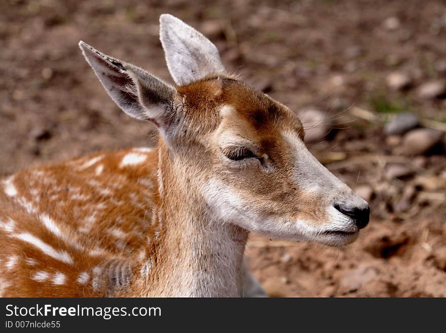 Fallow Deer