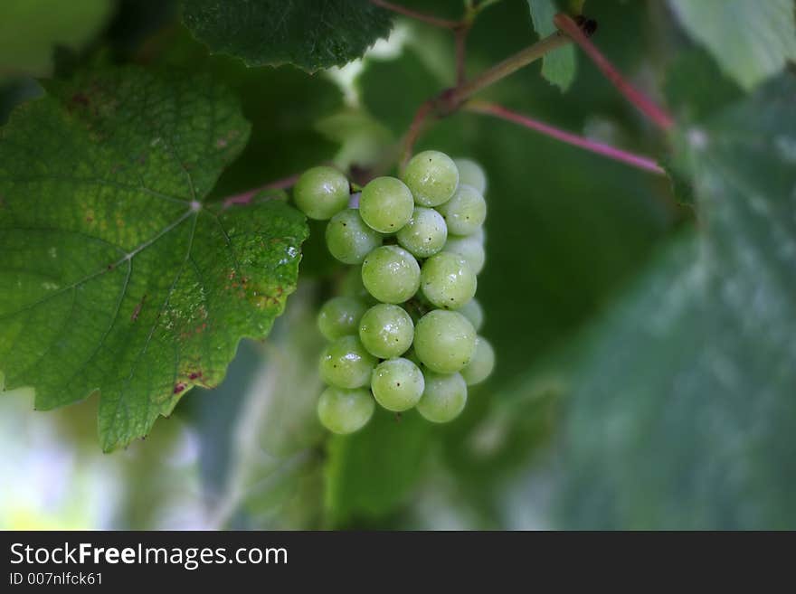 Cluster of a grapes in sharpness