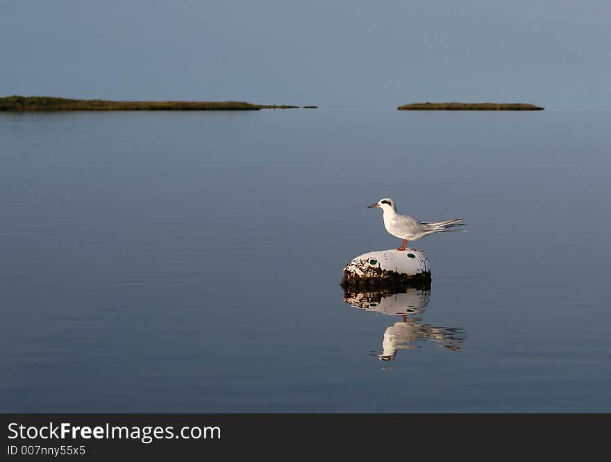 Lone tern perched atop a white buoy in the middle of a still bay. Lone tern perched atop a white buoy in the middle of a still bay.