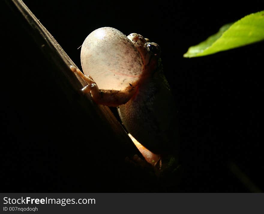 Tree Frog Chirping90285