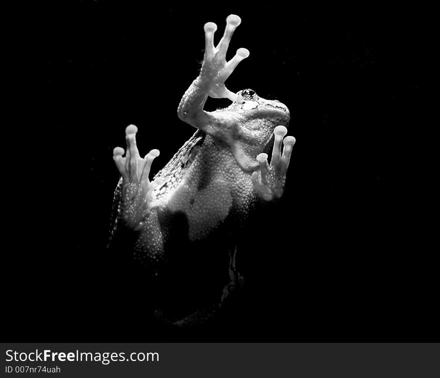 Suspended Gray Tree Frog, Massachusetts. Suspended Gray Tree Frog, Massachusetts