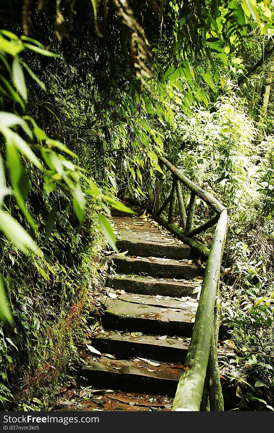 path in the forest