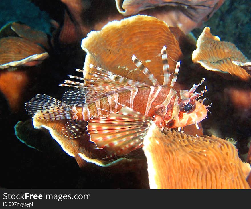 Resting on top a hard coral. Resting on top a hard coral.