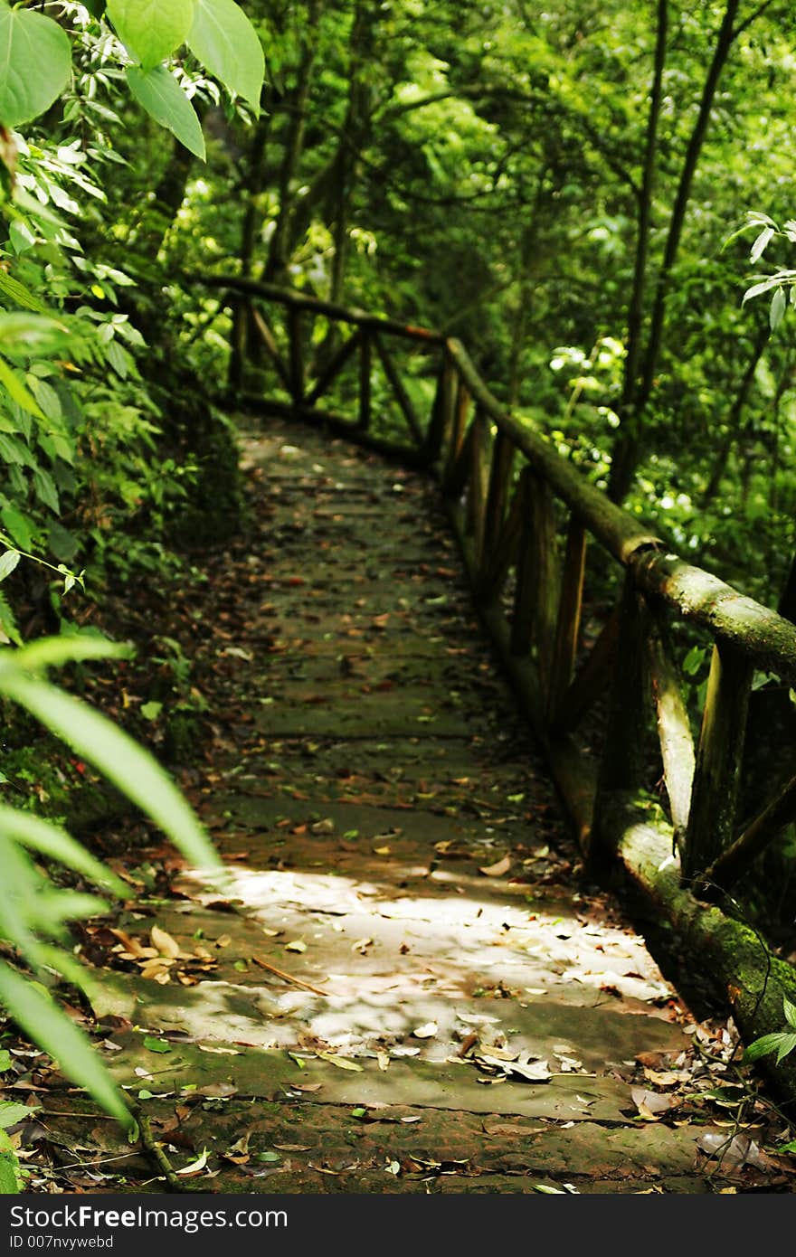 Path In The Forest