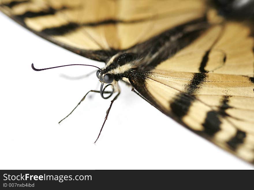 Macro shot of a butterfly isolated on white background. Macro shot of a butterfly isolated on white background.