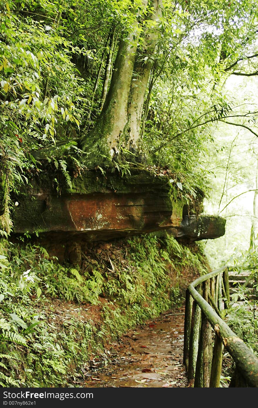 chinese mountain forest