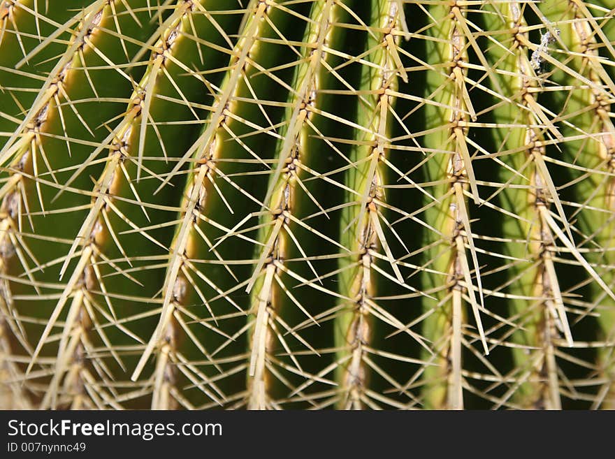 Cactus Closeup