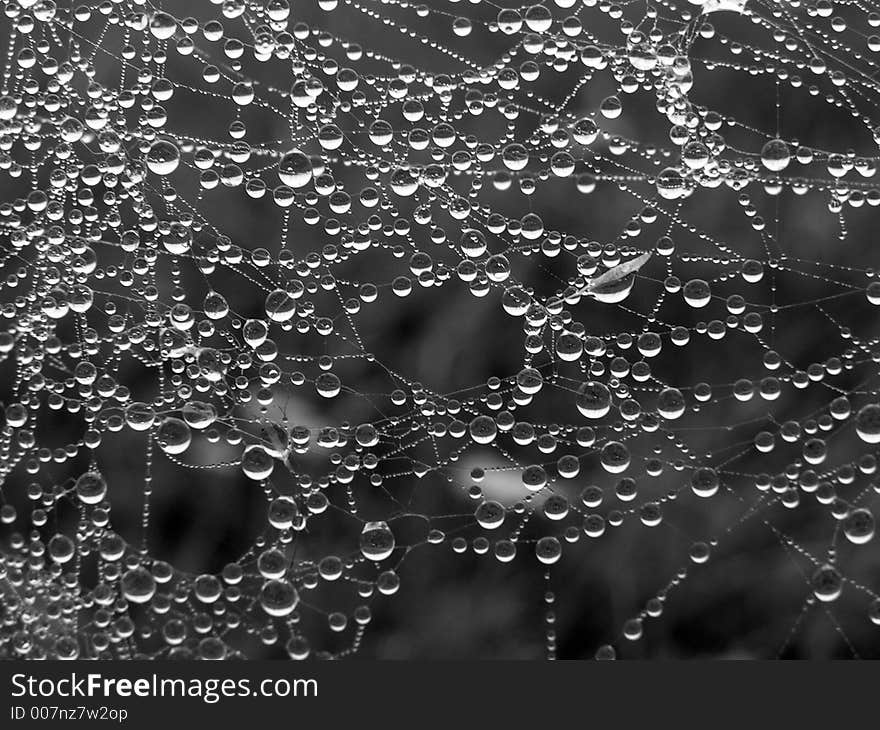 Necklace. Morning dew on a web.