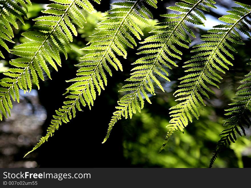 Beautiful green fern in a forest