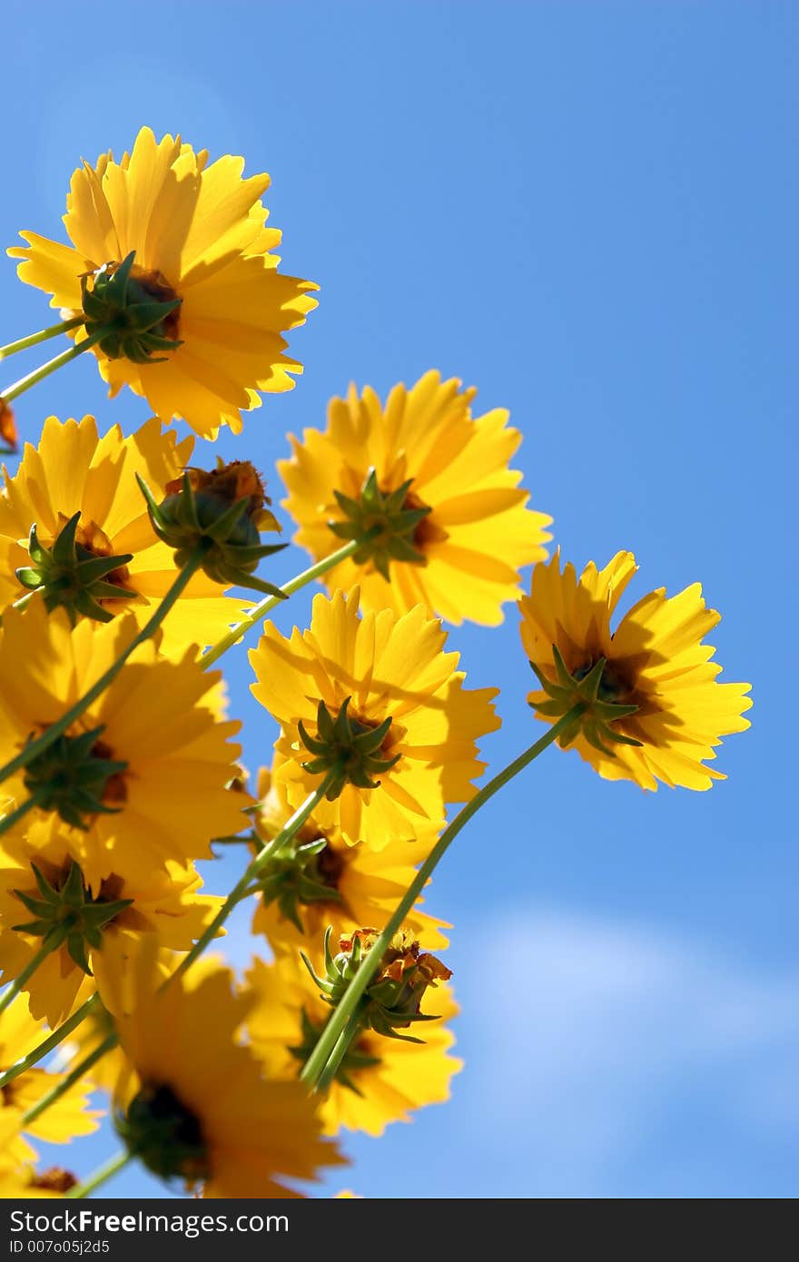 Beautiful yellow summer flowers in the sun