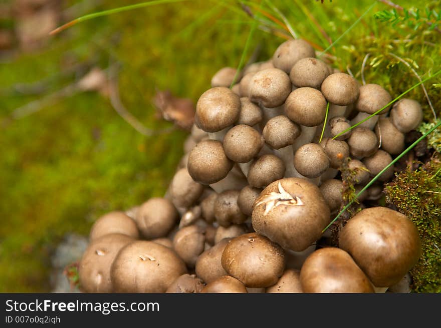 Mushroom Family