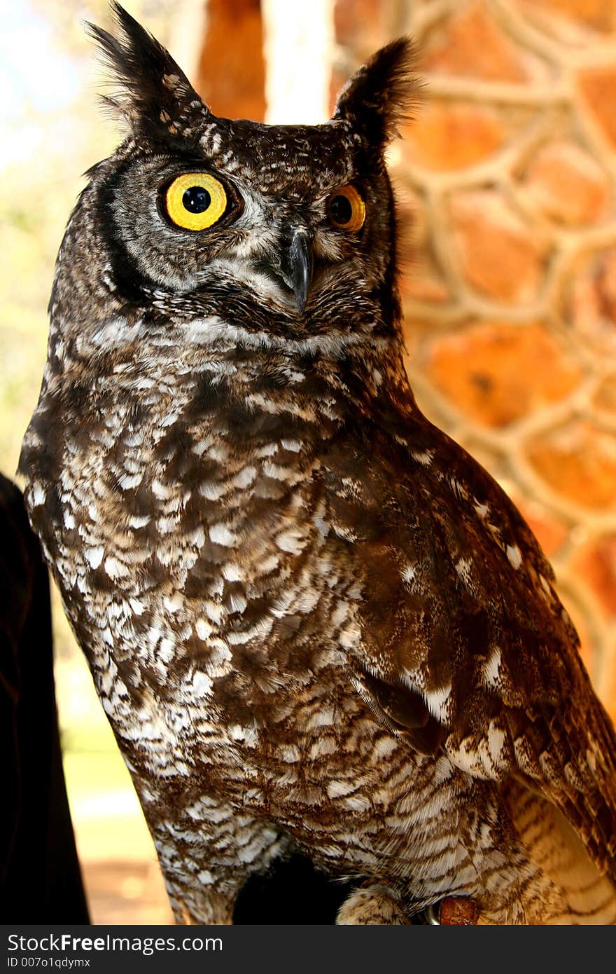 Owl with bright yellow eyes. Owl with bright yellow eyes