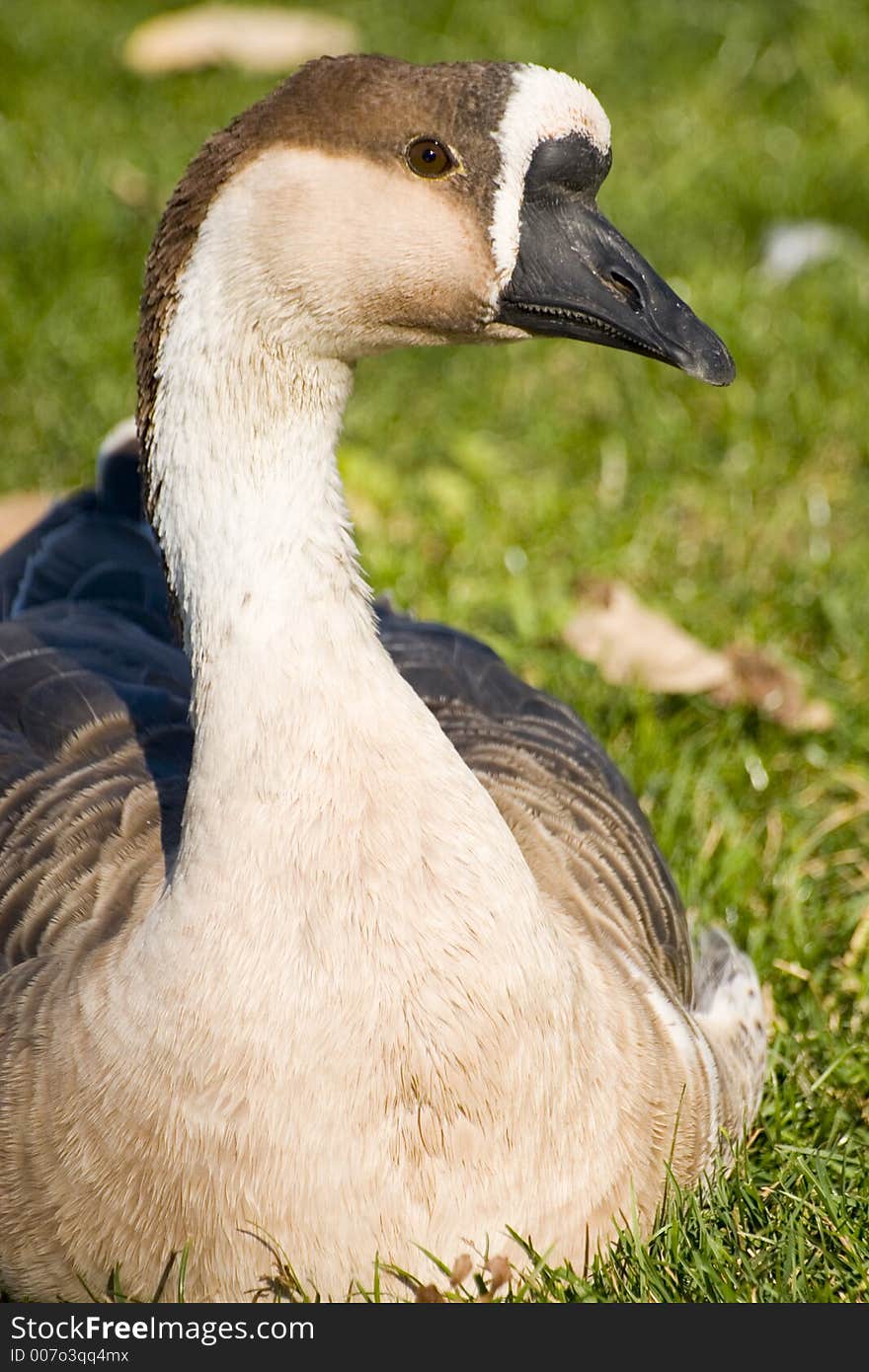 Portrait of a swan in the grass. Portrait of a swan in the grass