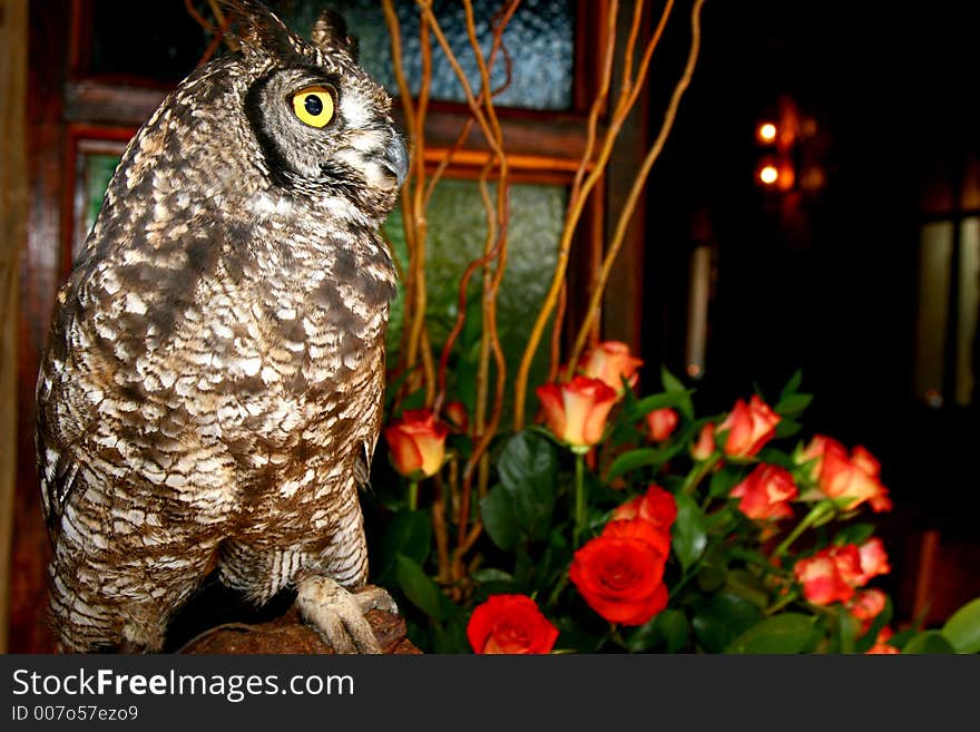 Owl inside chapel an wedding ceremony