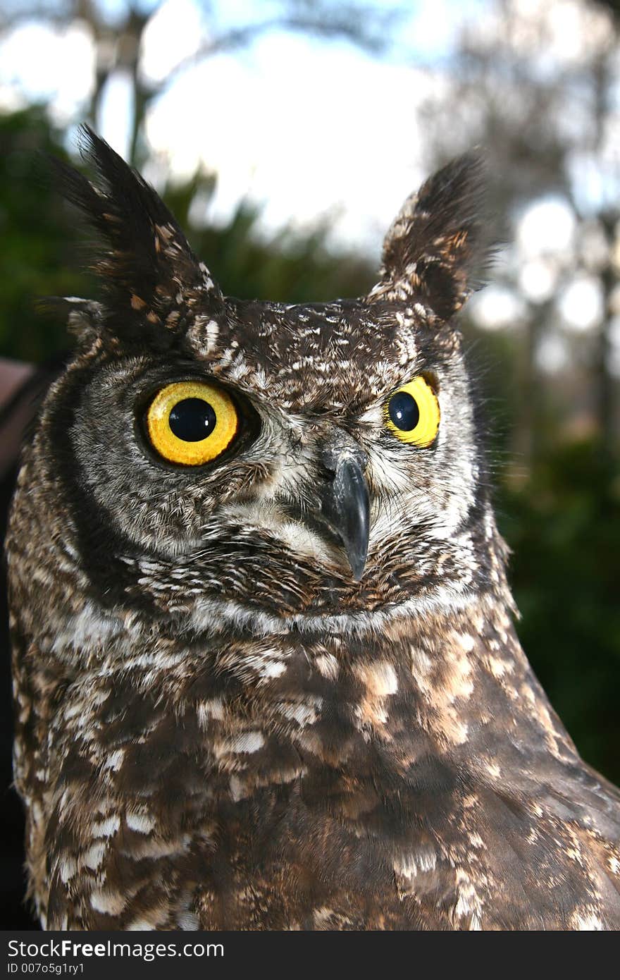 Owl with bright yellow eyes