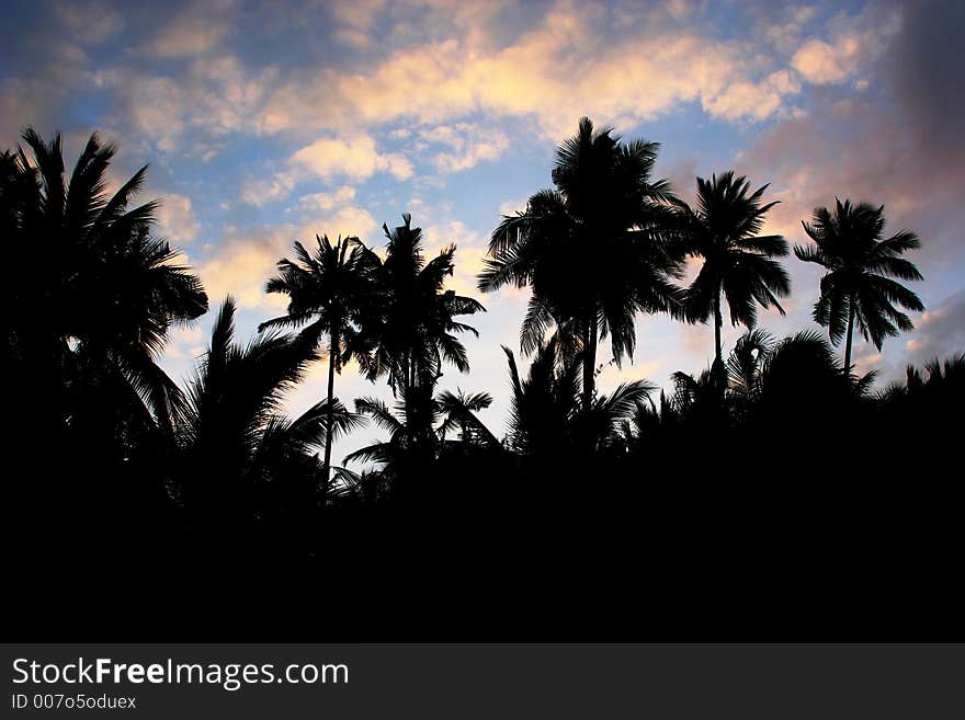 Coconut trees silhouette against the blue sky. Coconut trees silhouette against the blue sky