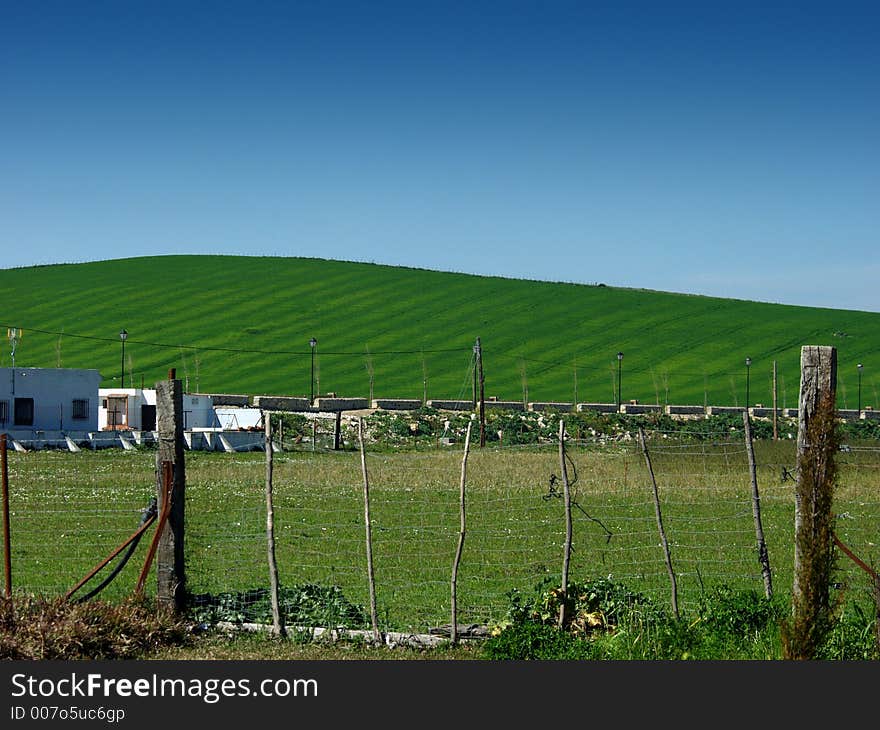 Green field.  Landscape green grass whit blue sky