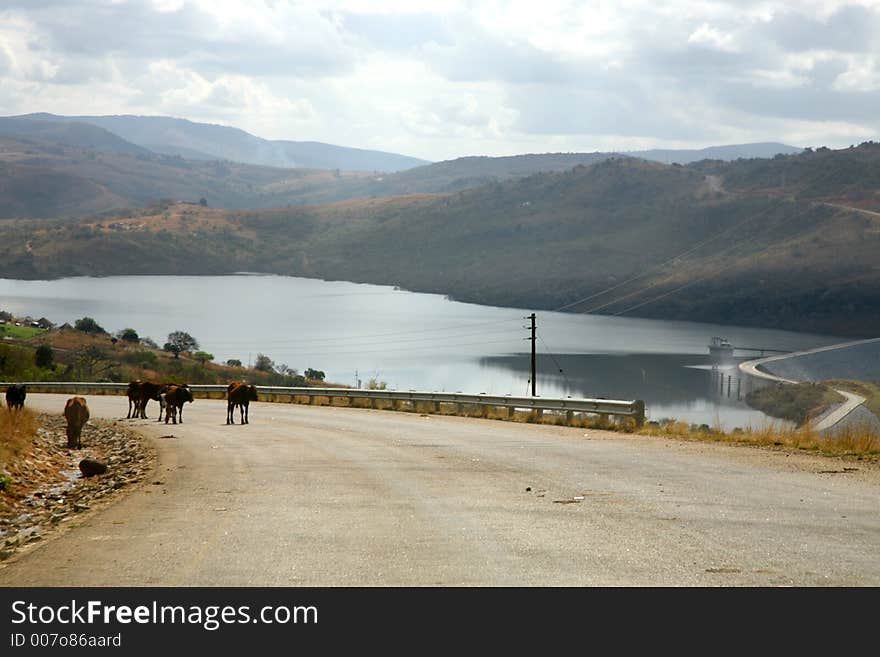 Cows walking on road with lake in background. Cows walking on road with lake in background.