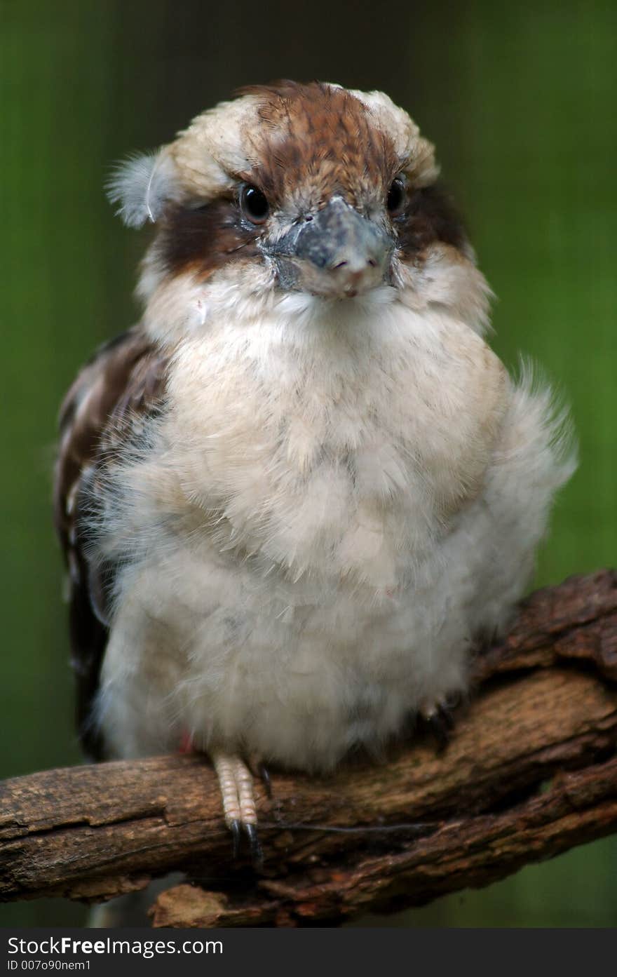 A kingfisher native to Australia sits on a branch in a zoo.