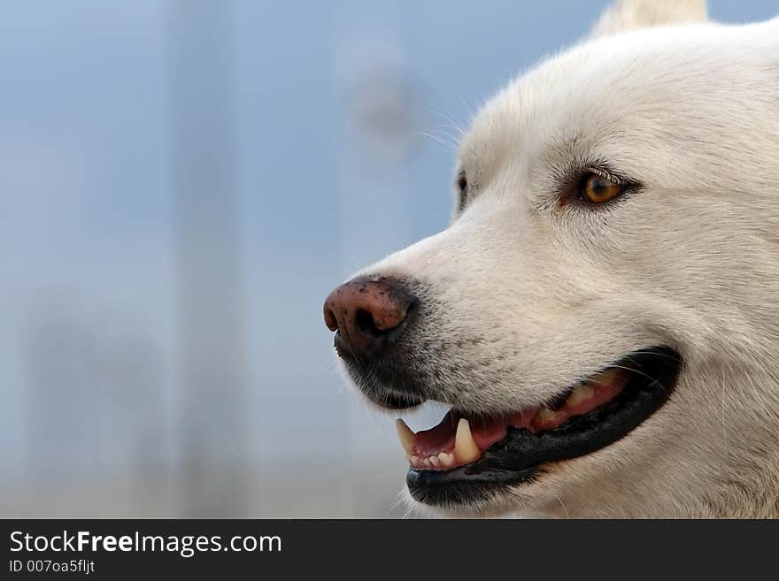 Portrait of the white-haired husky