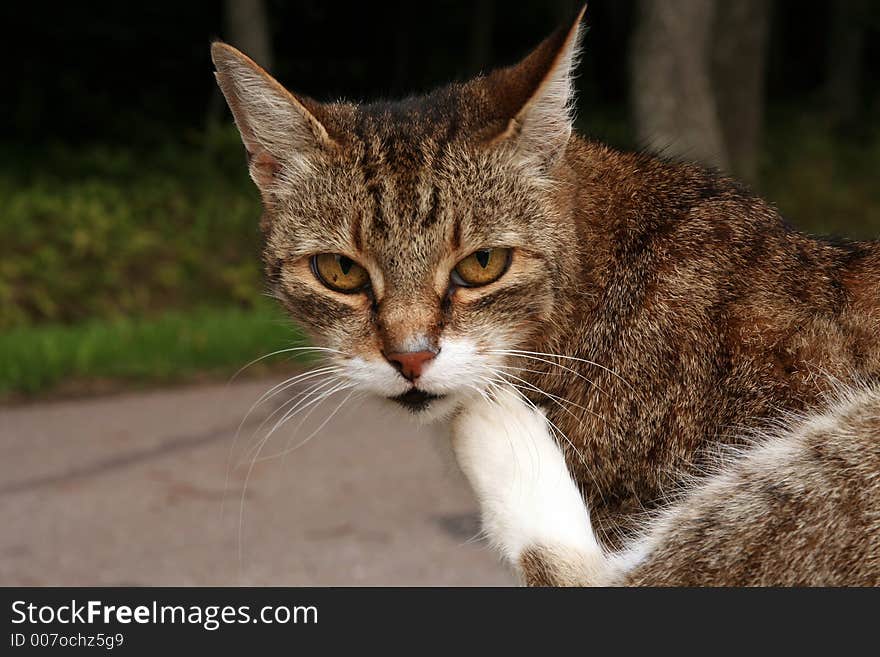 Brown cat close up, portrait .