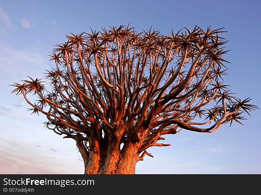 A quiver tree (Aloe dichotoma) at sunrise, Namibia. A quiver tree (Aloe dichotoma) at sunrise, Namibia