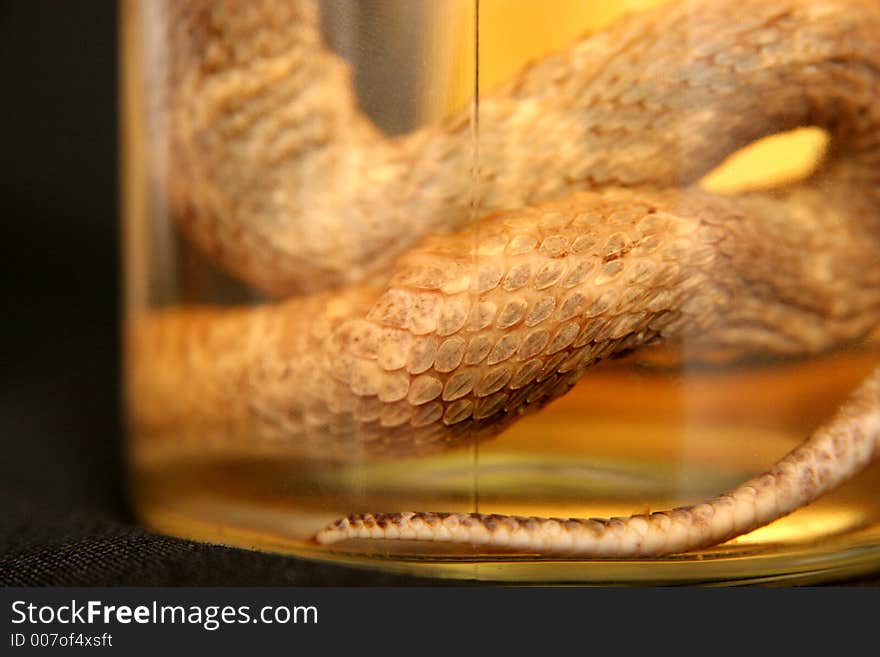 Brandy of snake in closeup, drench