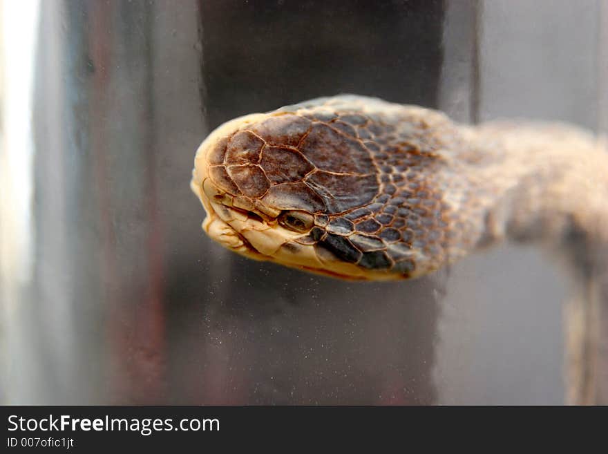 Brandy of snake(vipera berus), drench