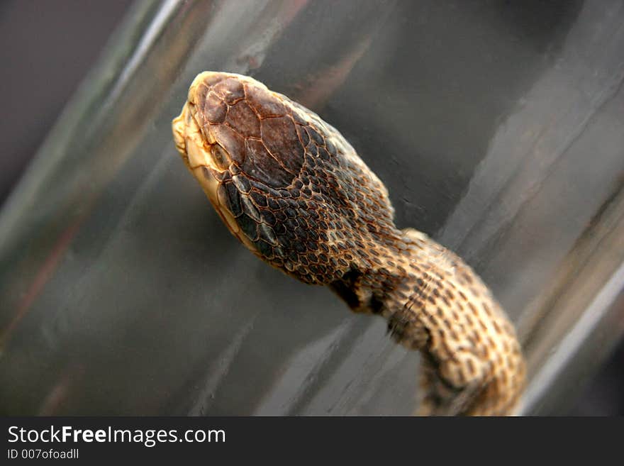 Brandy of snake(vipera berus), drench