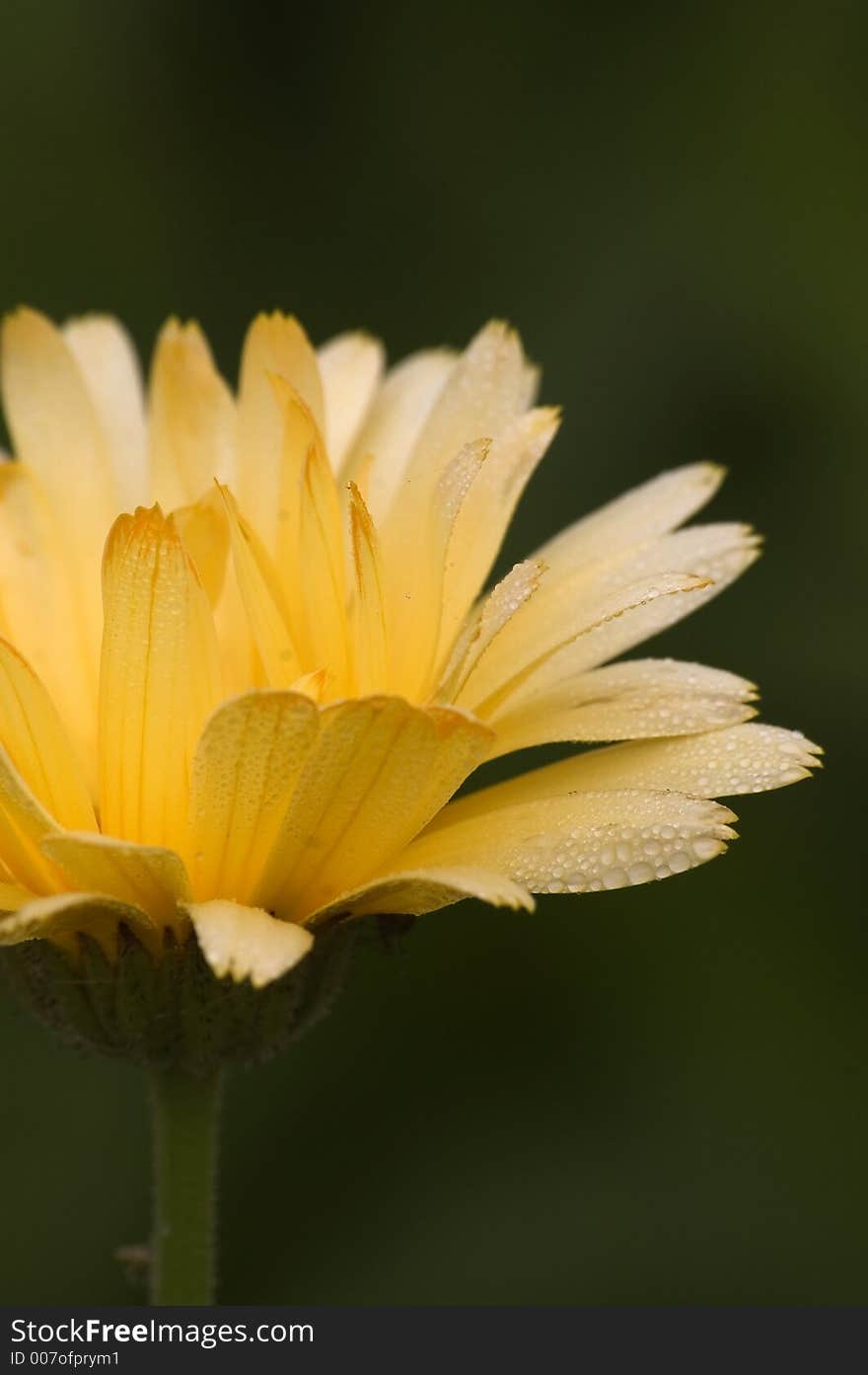 Bedewed Marigold